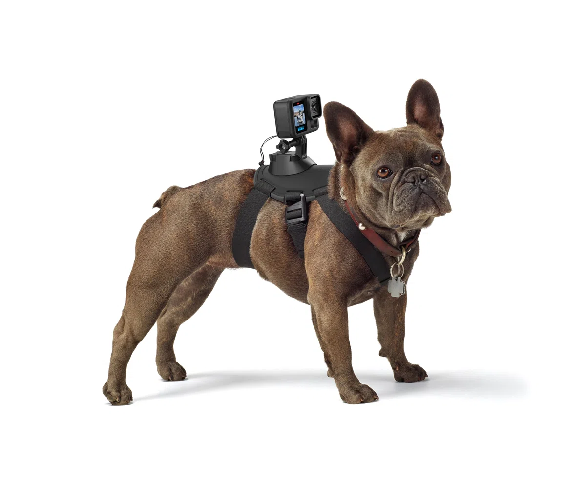 GoPro ADOGM-001 - Arnés para Perros, Color Negro