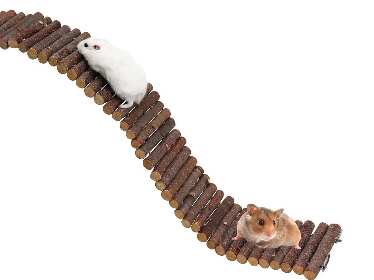 Puente de escalera de rata, juguete de escalera de madera para hámster, accesorios de jaula de animales pequeños para pájaros, loros, hámster, rata, deslizador de azúcar, cangrejo ermitaño, chinchilla