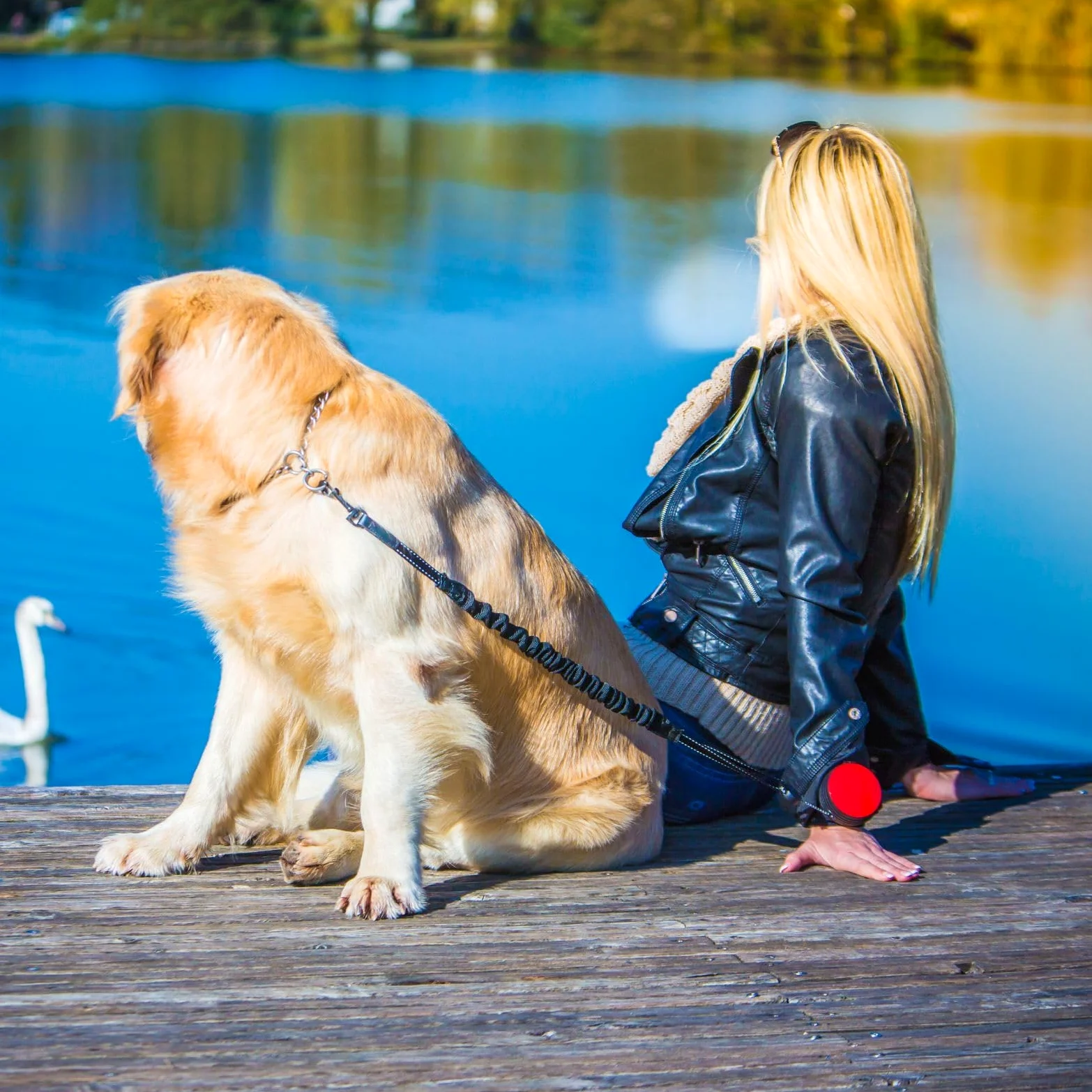 3 Bungee con Full-Stop Azul L, Correa Perros Grandes