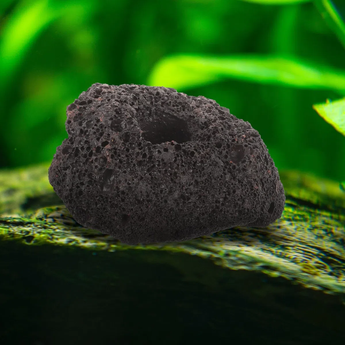 BESPORTBLE Anillos de Fijación para Acuáticas de Piedra, 10 Piezas y Fijación en Peceras y Acuarios